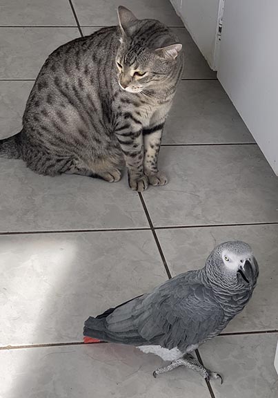 Peter African Grey Parrot